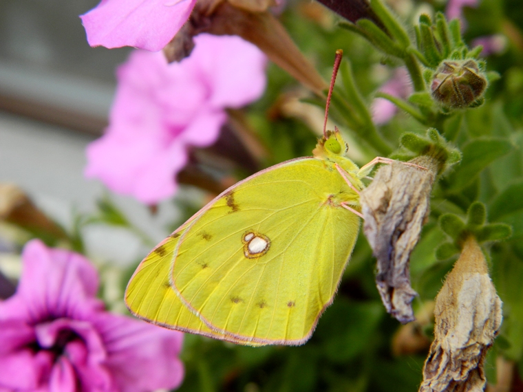 Colias crocea e uova